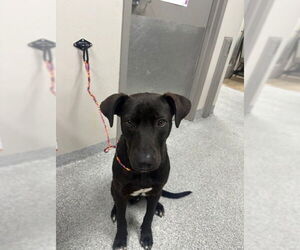 Labrador Retriever-Unknown Mix Dogs for adoption in Pasadena, TX, USA