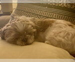 Small #4 Shih Tzu