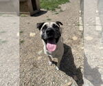 Small #1 Mutt