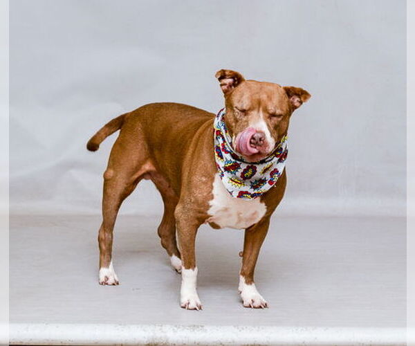 Medium Photo #2 American Pit Bull Terrier-Unknown Mix Puppy For Sale in Sanford, FL, USA