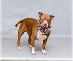 Small #1 American Pit Bull Terrier Mix