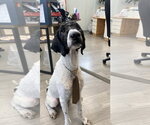 Small #2 Poodle (Standard) Mix
