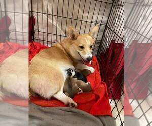 Pembroke Welsh Corgi Puppy for sale in RICHLAND, MO, USA
