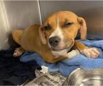 Small #1 American Staffordshire Terrier Mix