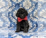 Small Photo #5 Poodle (Toy) Puppy For Sale in QUARRYVILLE, PA, USA