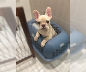 French Bulldog Dogs for adoption in W HOLLYWOOD, CA, USA