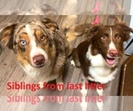Puppy Siblings Australian Shepherd