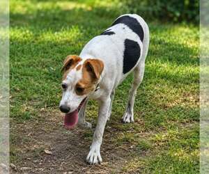 Benji-playful boy - Male Labbe Dog for Adoption - Photo #3