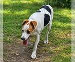 Small Photo #3 Labbe Puppy For Sale in Oakhurst, NJ, USA