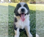 Small Photo #19 Australian Shepherd Puppy For Sale in PASO ROBLES, CA, USA