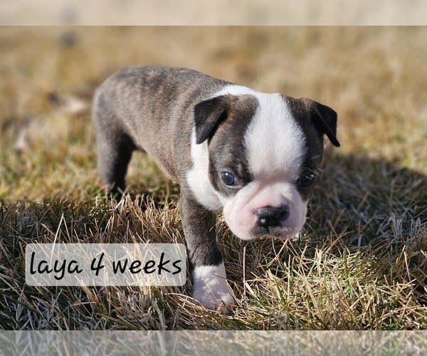 Medium Photo #6 Boston Terrier Puppy For Sale in GENOA, NE, USA