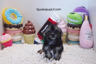 Morkie Puppy for sale in LAS VEGAS, NV, USA