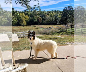 Collie Dogs for adoption in Pueblo West, CO, USA