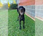 Small Labrador Retriever Mix