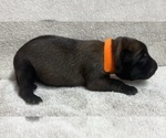 Puppy Orange Belgian Malinois