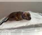 Puppy Purple American Bully