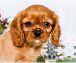 Small Photo #50 Cavalier King Charles Spaniel Puppy For Sale in WAKARUSA, IN, USA