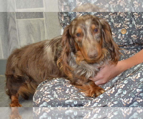 Medium Photo #1 Dachshund Puppy For Sale in GREENWOOD, WI, USA
