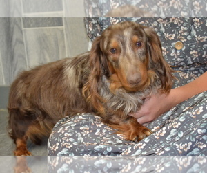Father of the Dachshund puppies born on 04/28/2026