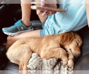 Golden Retriever Puppy for sale in DESTIN, FL, USA