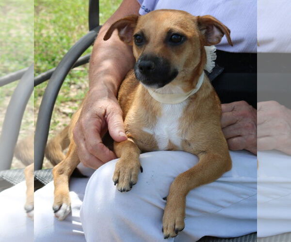 Medium Photo #2 Dachshund-Unknown Mix Puppy For Sale in Bandera, TX, USA