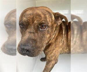 American Pit Bull Terrier Dogs for adoption in Houston, TX, USA