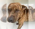 Small American Pit Bull Terrier