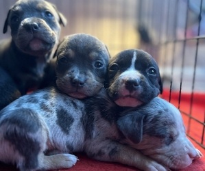 American Bully Puppy for sale in INDIANAPOLIS, IN, USA