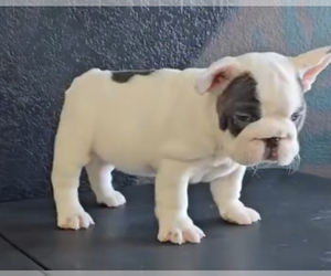 French Bulldog Puppy for sale in DENVER, CO, USA