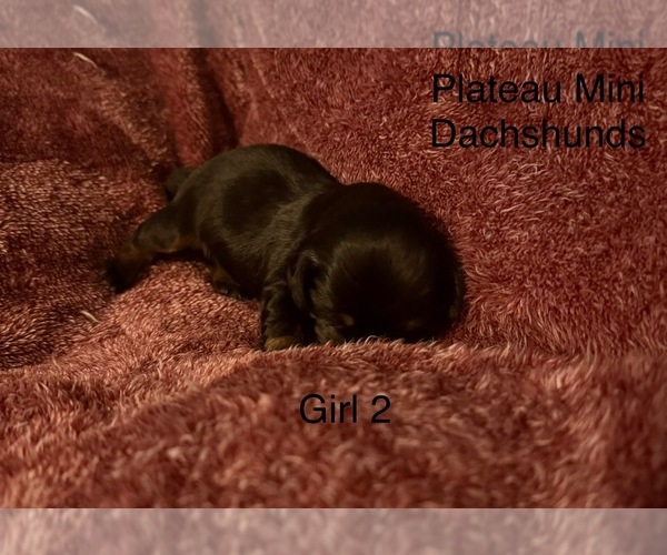 Medium Photo #3 Dachshund Puppy For Sale in CROSSVILLE, TN, USA