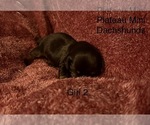 Small #2 Dachshund