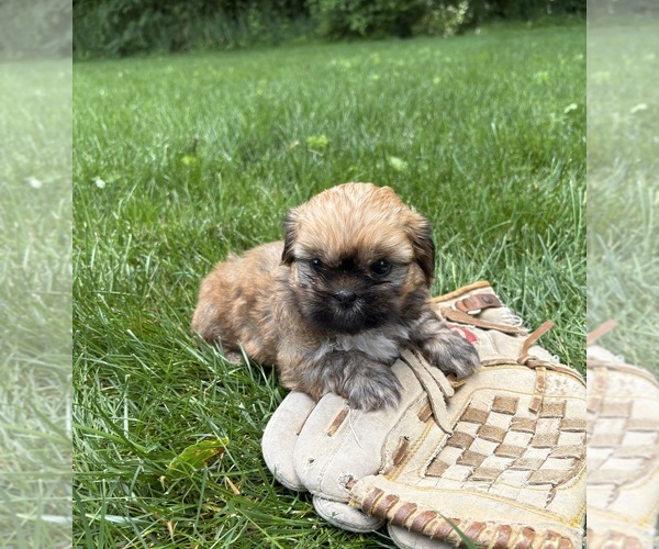 Medium Photo #4 Shih Tzu Puppy For Sale in MIDDLEBURY, IN, USA