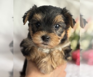 Morkie Puppy for sale in ROCK STREAM, NY, USA