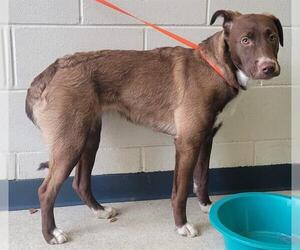 American Pit Bull Terrier-Australian Shepherd Mix Dogs for adoption in Anchorage, AK, USA