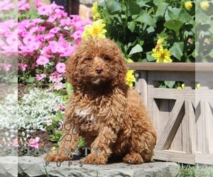 Poodle (Miniature) Puppy for sale in QUARRYVILLE, PA, USA