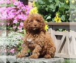 Small Poodle (Miniature)