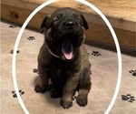 Small Photo #33 Belgian Malinois Puppy For Sale in LABADIE, MO, USA