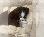 Small Photo #17 Miniature Australian Shepherd Puppy For Sale in ARDMORE, OK, USA
