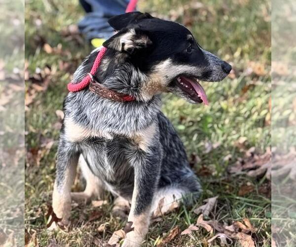 Medium Photo #2 Mutt Puppy For Sale in Yardley, PA, USA