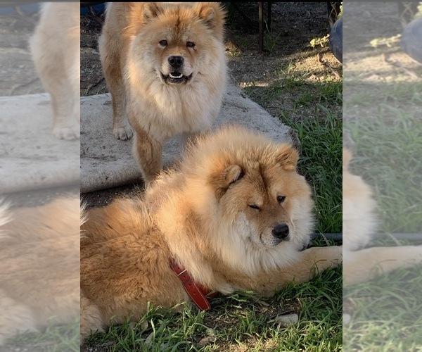 Medium Photo #4 Chow Chow Puppy For Sale in FONTANA, CA, USA