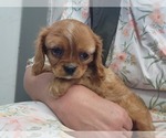 Small Photo #2 Cavalier King Charles Spaniel Puppy For Sale in GREENWOOD, WI, USA