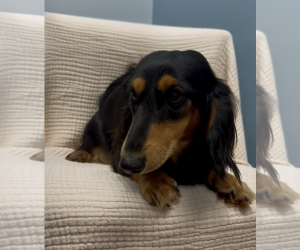 Medium Photo #2 Dachshund Puppy For Sale in Weston, FL, USA