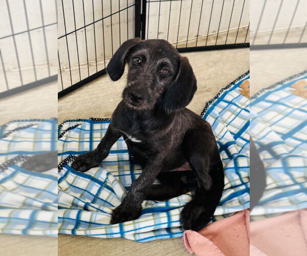 Medium Photo #5 Mutt Puppy For Sale in Claremore, OK, USA