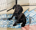 Small #4 Mutt