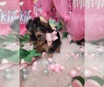 Small #5 Yorkshire Terrier