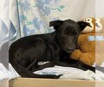 Small German Shepherd Dog Mix