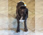 Small #1 Cavapoo