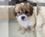 Puppy 2 Lhatese-Maltese Mix