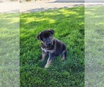 Small Photo #5 German Shepherd Dog Puppy For Sale in NEW HAVEN, IN, USA