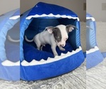 Small #11 Chihuahua